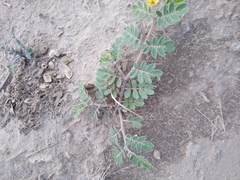 Kallstroemia parviflora