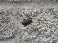 Dorcus parallelipipedus