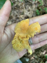 Cantharellus lateritius