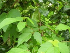 Parthenocissus quinquefolia