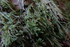 Hypnum circinale