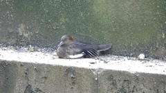 Lophodytes cucullatus