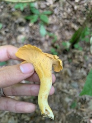 Cantharellus lateritius