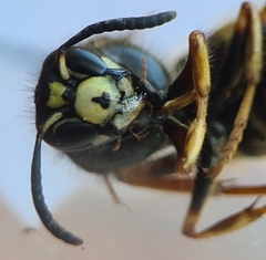 Dolichovespula adulterina