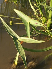 Sagittaria sagittifolia