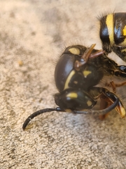 Dolichovespula adulterina