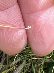 Eleocharis acicularis