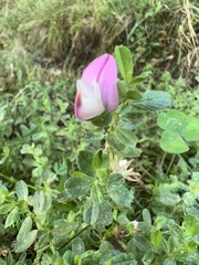 Ononis spinosa procurrens