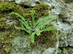 Asplenium trichomanes