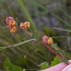 Hermannia