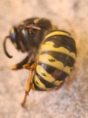 Dolichovespula adulterina
