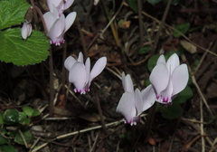 Cyclamen hederifolium