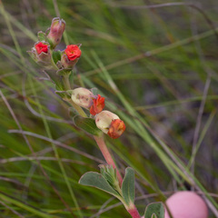 Hermannia