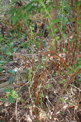 Calyptospora columnaris