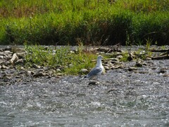 Larus argentatus