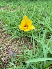 Zephyranthes tubispatha