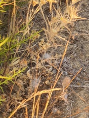 Pyronia cecilia