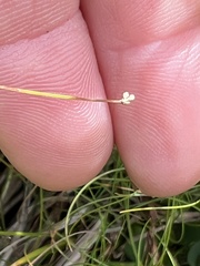 Eleocharis acicularis