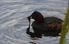 Tachybaptus ruficollis