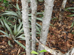 Zanthoxylum arborescens