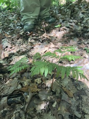 Botrypus virginianus