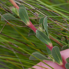 Hermannia