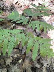 Botrypus virginianus