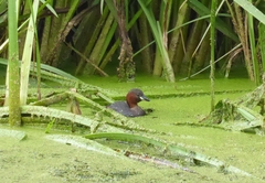 Tachybaptus ruficollis