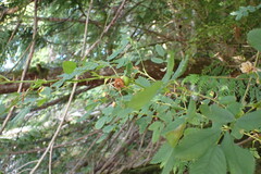 Rosa nutkana