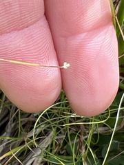 Eleocharis acicularis