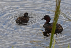 Tachybaptus ruficollis