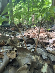 Botrypus virginianus