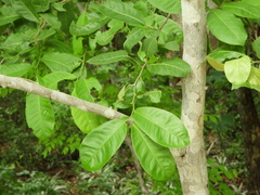 Zanthoxylum arborescens