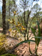 Prosthechea panthera