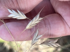 Bromus japonicus