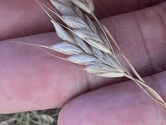 Bromus japonicus
