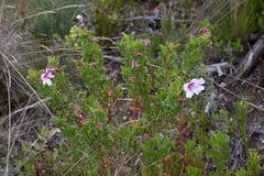 Pelargonium betulinum
