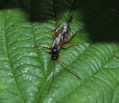 Pimpla