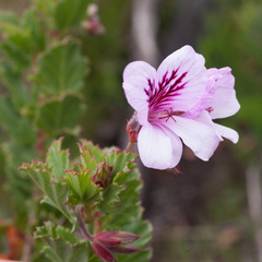 Pelargonium betulinum