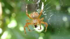 Araneus diadematus