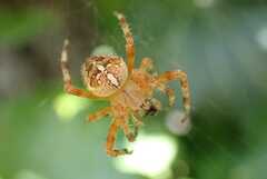 Araneus diadematus