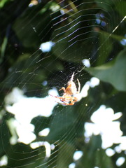 Araneus diadematus