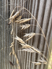 Bromus japonicus