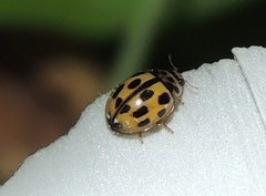 Propylea quatuordecimpunctata