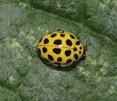 Psyllobora vigintiduopunctata