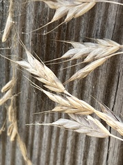Bromus japonicus
