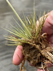 Eriocaulon aquaticum
