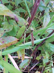 Schistocerca obscura