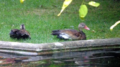 Dendrocygna autumnalis
