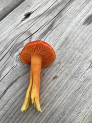 Hygrocybe punicea